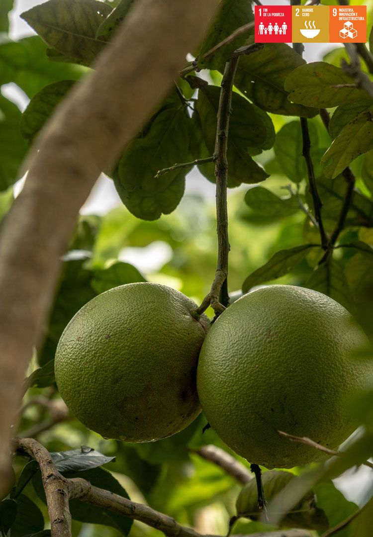 Foto de un pomelo verde que pende de la rama de un árbol